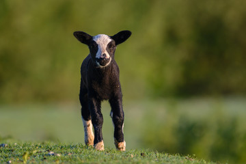 Lamb