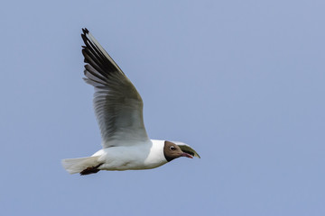 Fototapeta na wymiar Black-headed gull (Chroicocephalus ridibundus) in flight.