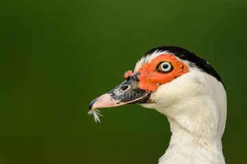 Portrait of a Muscovy duck (Cairina moschata).