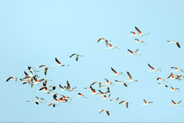 flock of flamingos