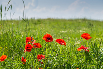 Fototapeta na wymiar Green field with poppies