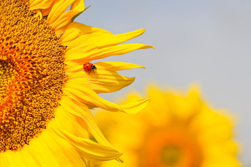 Marienkäfer krabbelt auf einer Sonnenblume © Ewald Fröch