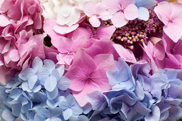 Foto op Plexiglas Hydrangea Mooie hortensia achtergrond