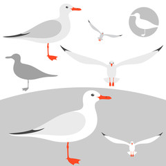 Obraz premium Seagull