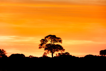 Fototapeta na wymiar Tree in sundown
