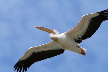 closeup of great pelican in flight