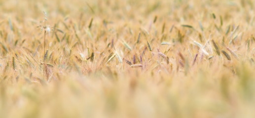 golden wheat field  closeup