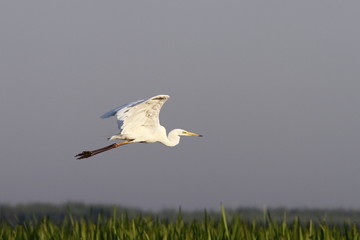 great egret flying over swamps