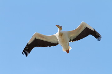 great pelican closeup, in flight