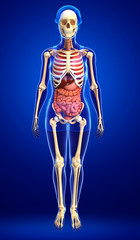 Female skeleton and digestive system