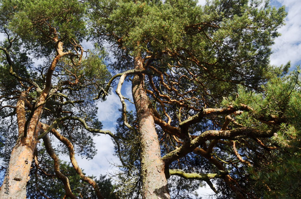 Wall mural two high pines against the blue sky