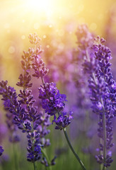 Naklejka premium Lavender flowers