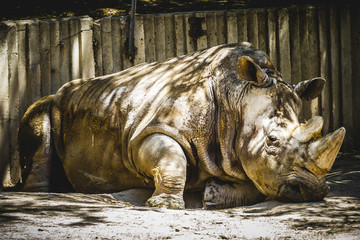powerful rhino resting in the shade