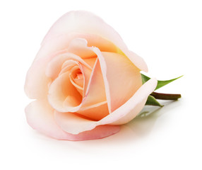 light pink rose isolated on the white background