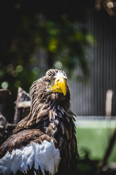 Spanish golden eagle in a medieval fair raptors