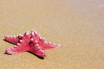red starfish on the beach sand