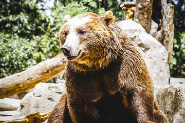 danger, beautiful and furry brown bear, mammal