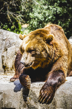 beautiful and furry brown bear, mammal