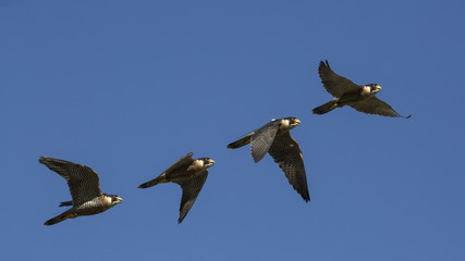 Halcón peregrino. Secuencia de vuelo. Cetrería.