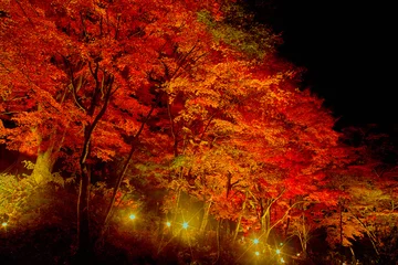 Foto op Plexiglas 紅葉したモミジのライトアップ © 7maru