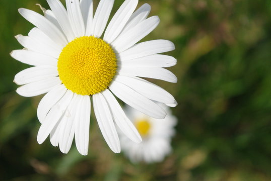 Fleur Marguerite