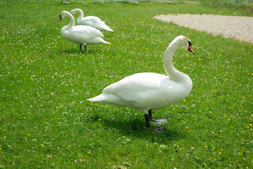 Canards blancs
