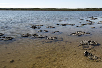 Stromatolites