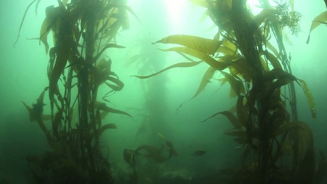 Pacific Kelp Forest Swaying