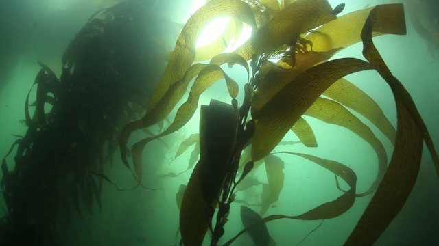Pacific Giant Kelp