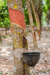 milk rubber tree