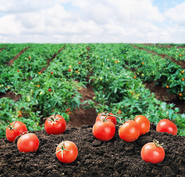 harvest of ripe red tomato on the ground