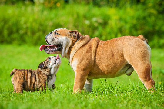 English bulldog puppy showing tongue to its daddy