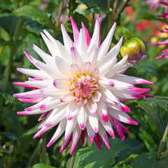 Dahlie