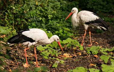 Couple of White storks