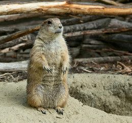 Prairie dog