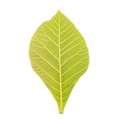 Obraz premium Teak Leaf Clipping Path on white background
