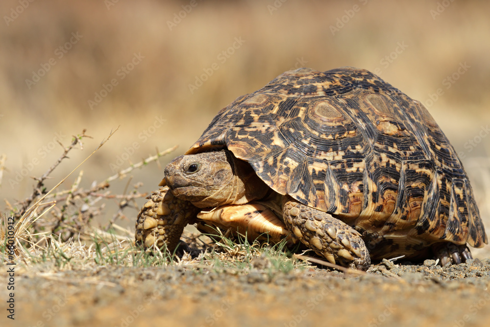 Canvas Prints Leopard tortoise (Stigmochelys pardalis)