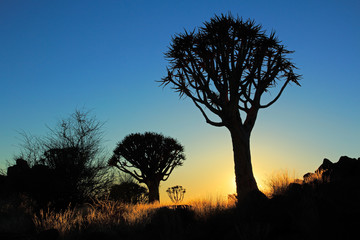 Quiver tree silhouette