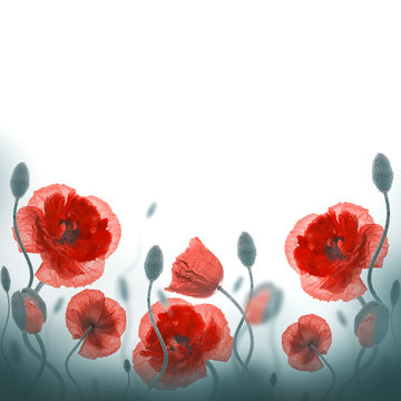 Red poppies field and blue cornflowers, floral background