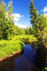 green forest summer