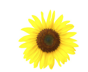 Fototapeta premium Sunflower Isolated and Clipping Path