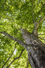 old tree - plane tree