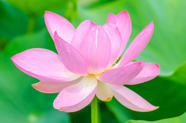 Oga lotus flower in Korakuen garden Japan