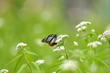 ヒヨドリバナに留まるアサギマダラ