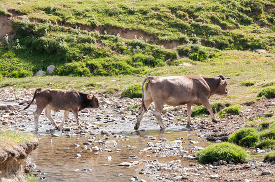 A cow and her calf crossing a river, Pyrenees (Spain)