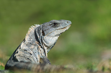 Spiny Tailed Iguana