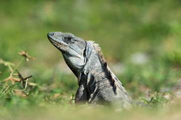 Spiny Tailed Iguana