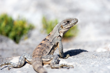 Spiny Tailed Iguana