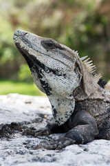 Spiny Tailed Iguana