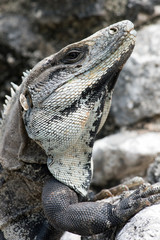 Spiny Tailed Iguana